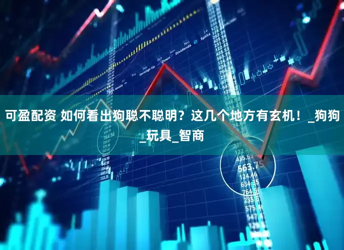 可盈配资 如何看出狗聪不聪明？这几个地方有玄机！_狗狗_玩具_智商