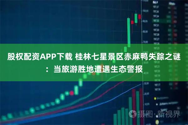 股权配资APP下载 桂林七星景区赤麻鸭失踪之谜：当旅游胜地遭遇生态警报