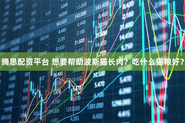 腾思配资平台 想要帮助波斯猫长肉？吃什么猫粮好？